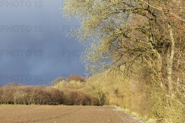 Spring landscape with a forest edge with flowering willows, a field with bare soil and a dark, cloudy sky near Delingsdorf in Schleswig-Holstein, Germany, Europe