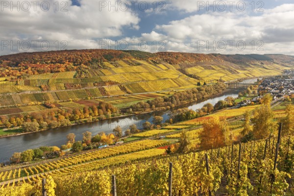 Valley of the Moselle river with vineyards in autumn foliage near Reil in Rhineland-Palatinate Valley of the Moselle river with vineyards in autumn foliage near Reil, Rhineland-Palatinate, Germany, Europe