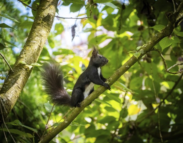 Squirrel