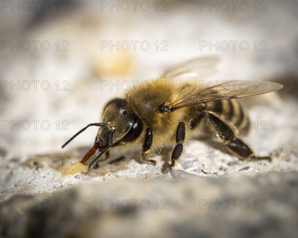 Bee