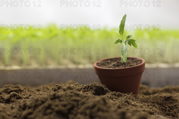 Tomato seedlings in a pot Organic gardening