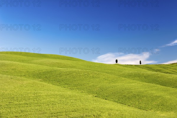 Rolling hills with trees and blue skies, Tuscany, Italy, Europe