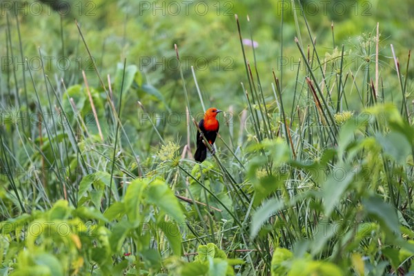 Colorful Scarlet-headed blackbird perched on a reeds stalk against green background, Pantanal Wetlands, Mato Grosso, Brazil, South America