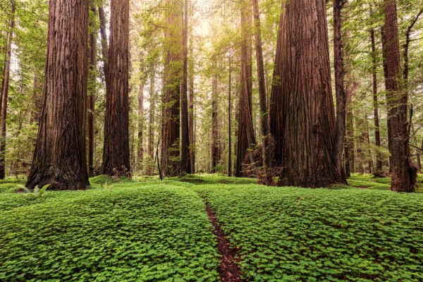 Sunrise in a redwood forest in northern California