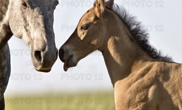 Colt newborn in field Sasktchewan Canada Mother Love