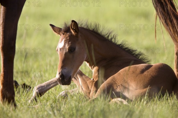 Colt newborn in field Sasktchewan Canada Mother Love