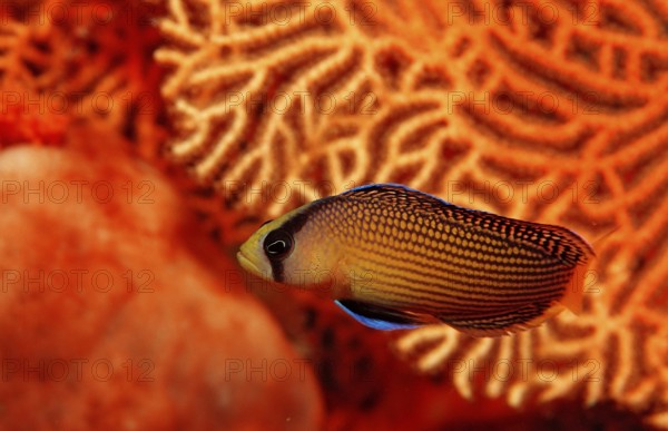 Magnificent dwarf perch, Pseudochromis splendens, Indonesia, Raja Ampat, Irian Jaya, West Papua, Indian Ocean, Asia