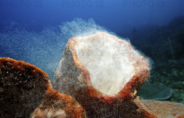 Sponge laying eggs, Komodo National Park, Indian Ocean, Indonesia, Asia