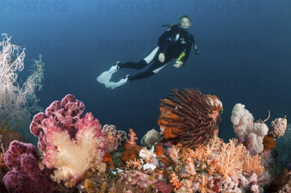 Divers and colourful coral reef, Triton Bay, West Papua, Indonesia, Asia