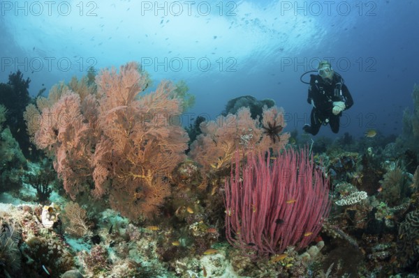 Scuba Diving over Coral Reef, Raja Ampat, West Papua, Indonesia | Scuba Diving over Coral Reef, Indonesia, Asia