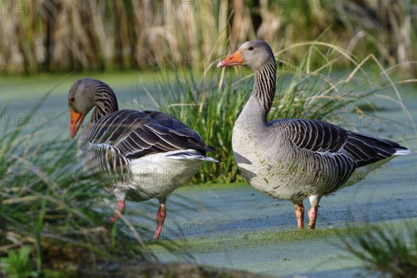 Greylag goose in spring during courtship and territory defence, Greylag goose in the morning sun in a lake