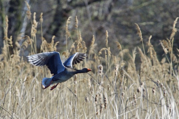 Greylag goose in spring in fight. Greylag goose in spring during courtship and territory defence