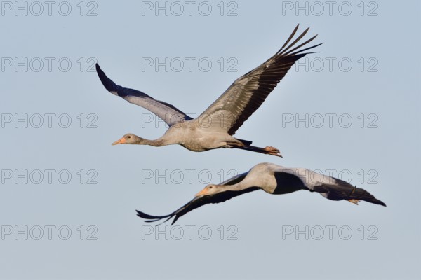 Young Common Crane in flight. Young cranes in flight