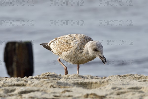 Juvenile herring gull foraging. portrait from a European herring gull