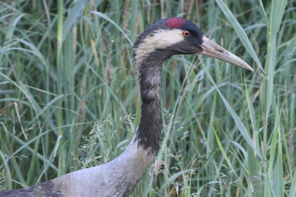 Common Crane family in a meadow
