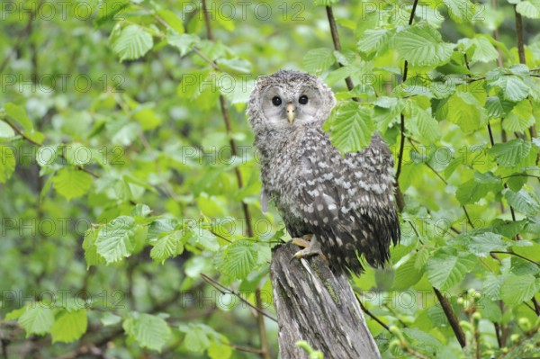 Young Ural owl on a trunk tree