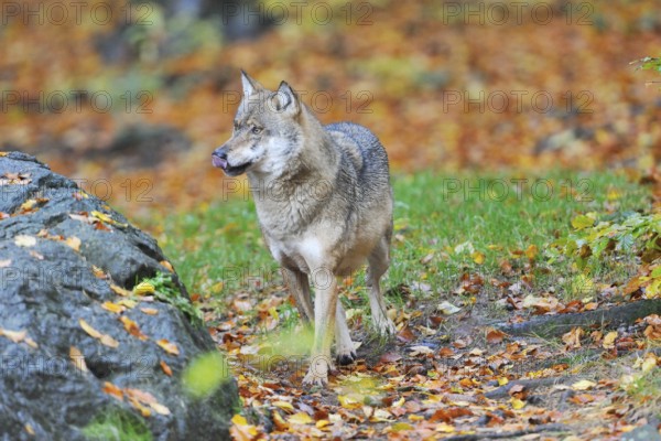 Canis lupus