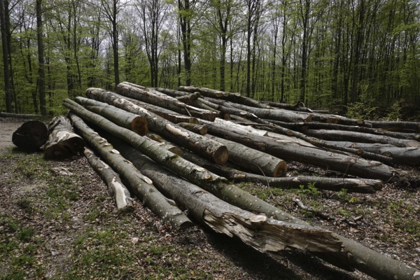 Wood pile, logging, forestry, woodcutting, wood pile, logging in deciduous forest