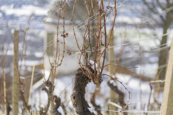 Snow-covered vines in the Radebeul vineyards, here the state vineyard Schloss Wackerbarth, Radebeul, Saxony, Germany, Europe