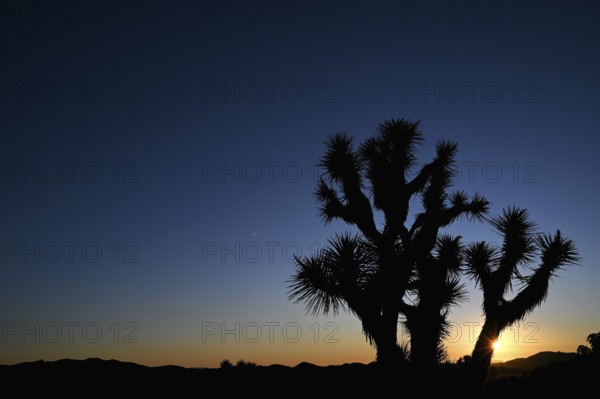 Sunrise in Joshua Tree National Park, California, USA, North America