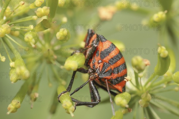 Striped bug sucks on an umbellifer, Striped bug sucks on a umbellifer
