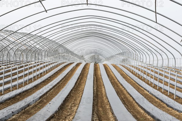 Frame of a greenhouse and fields with growing vegetables at the Flemish countryside around Tongeren, Belgium, Europe