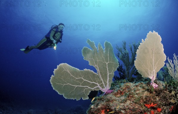 Coral reef and divers, Punta Cana, Caribbean Sea, Dominican Republic, Central America
