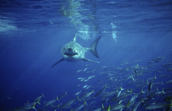 Great white shark, Carcharodon carcharias, South Africa, Dyer Island, Gansbaai, Atlantic Ocean, Africa