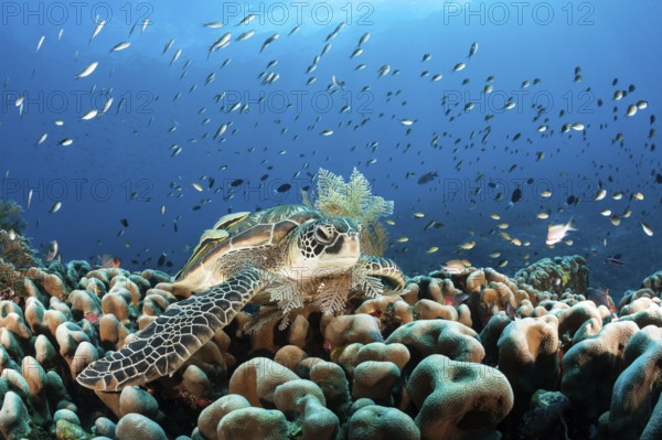 Green turtle, Chelonia mydas, Raja Ampat, West Papua, Indonesia, Asia