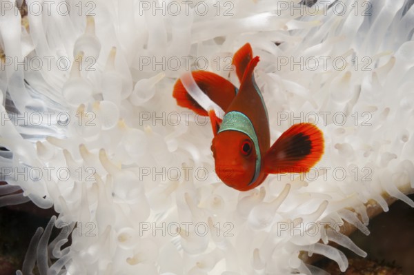 Spiny anemonefish, Premnas aculeatus, Kimbe Bay, New Britain, Papua New Guinea, Oceania