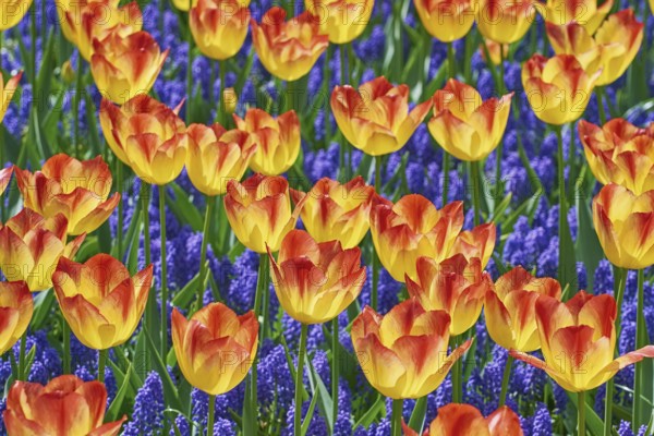 Rad and Yellow Tulips Keukenhof, Netherlands