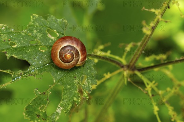 A close-up of a snail on an eroded green leaf full of details and textures, Lower Saxony, Germany, Europe
