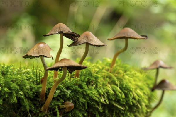 Group of small mushrooms on a moss-covered tree stump in the forest, natural environment, North Rhine-Westphalia, Germany, Europe