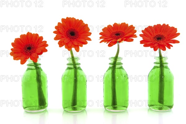 Row with orange Gerber in green bottles