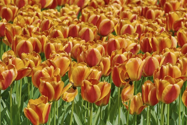 Fowered Bed of Red and Yellow Tulips Keukenhof, Netherlands