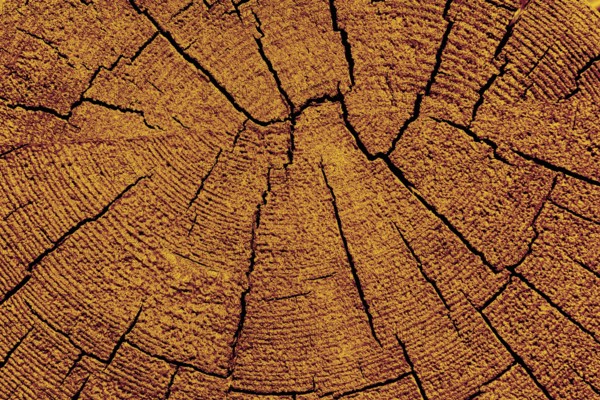 Cut tree stump surface as a background texture