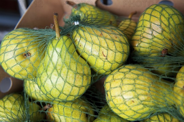 Pears in green cotton net for sale