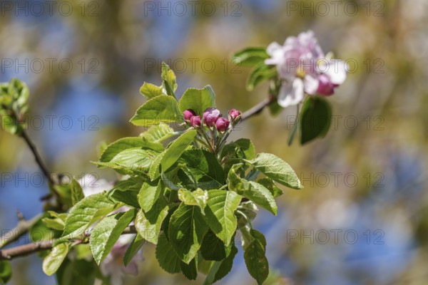 Branch with green leaves and buds in front of the sky, borken, münsterland, germany