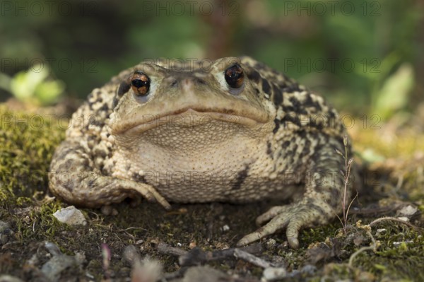 A Mediterranean, common toad in frontal view
