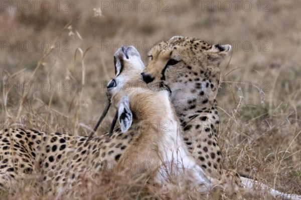 A cheetah kills a gazelle by biting its neck