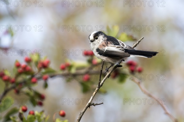 A long-tailed tit sitting on a branch, red berries in the background