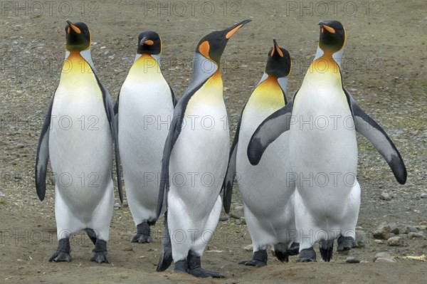 King penguin, king penguins in Antarctica, (Aptenodytes patagonicus), animals, birds, penguins, several, great penguins Antarctica