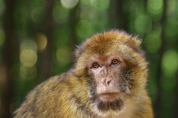 Closeup Portrait of Barbary Macaque (Macaca Sylvanus) Salem, Germany, Europe