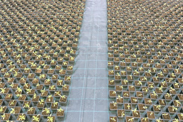 Baby plants growing inside of pots greenhouse nursery