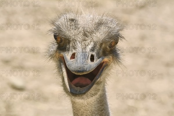 Close-up portrait of an ostrich Prosenik, Bulgaria, Europe