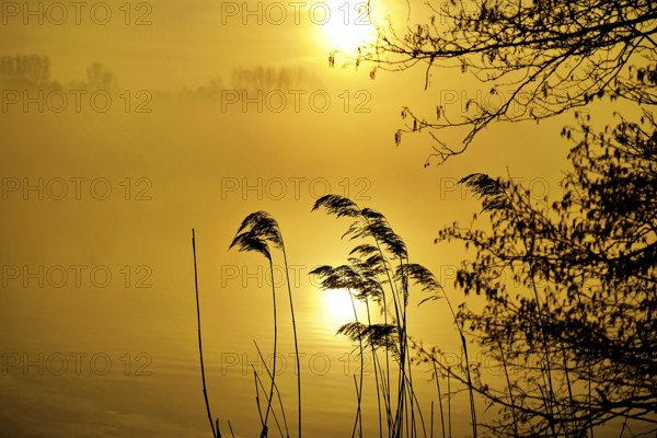 Reed grass and tree branches at the lake at yellow sunrise and fog, Bornhortser See, 26125 Oldenburg-Germany