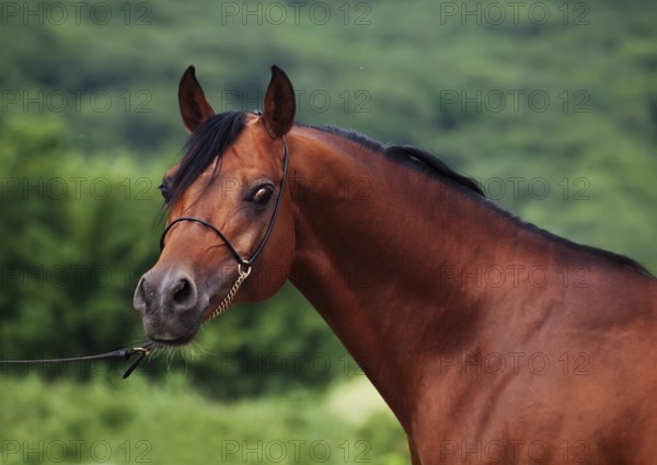 Portrait of bay arabian stallion at mountain background