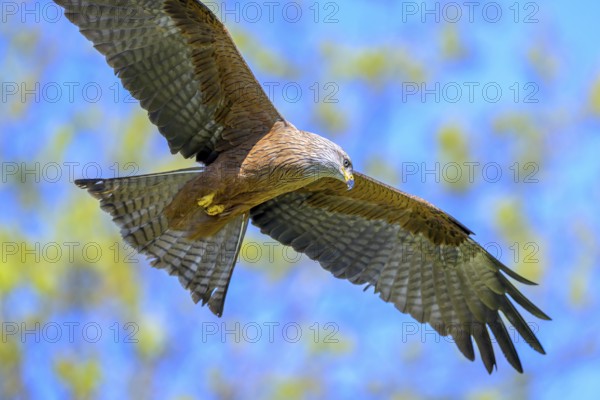 A majestic black kite (Milvus migrans) flying against a blurred, colourful background, Kellerwald National Park, Edertal, Hesse, Germany, Europe