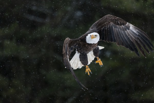 A North American bald eagle (Haliaeetus leucocephalus) at a bird of prey nature reserve