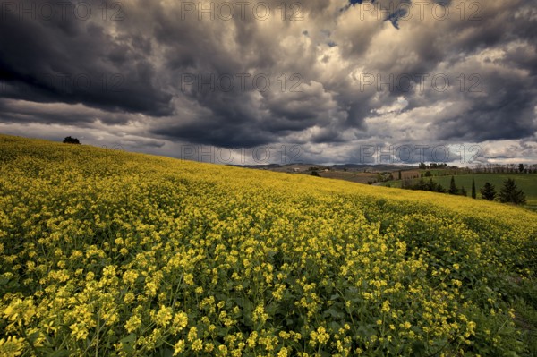 The beautiful colours of the spring in the landscapes of Crete Senesi in Tuscany